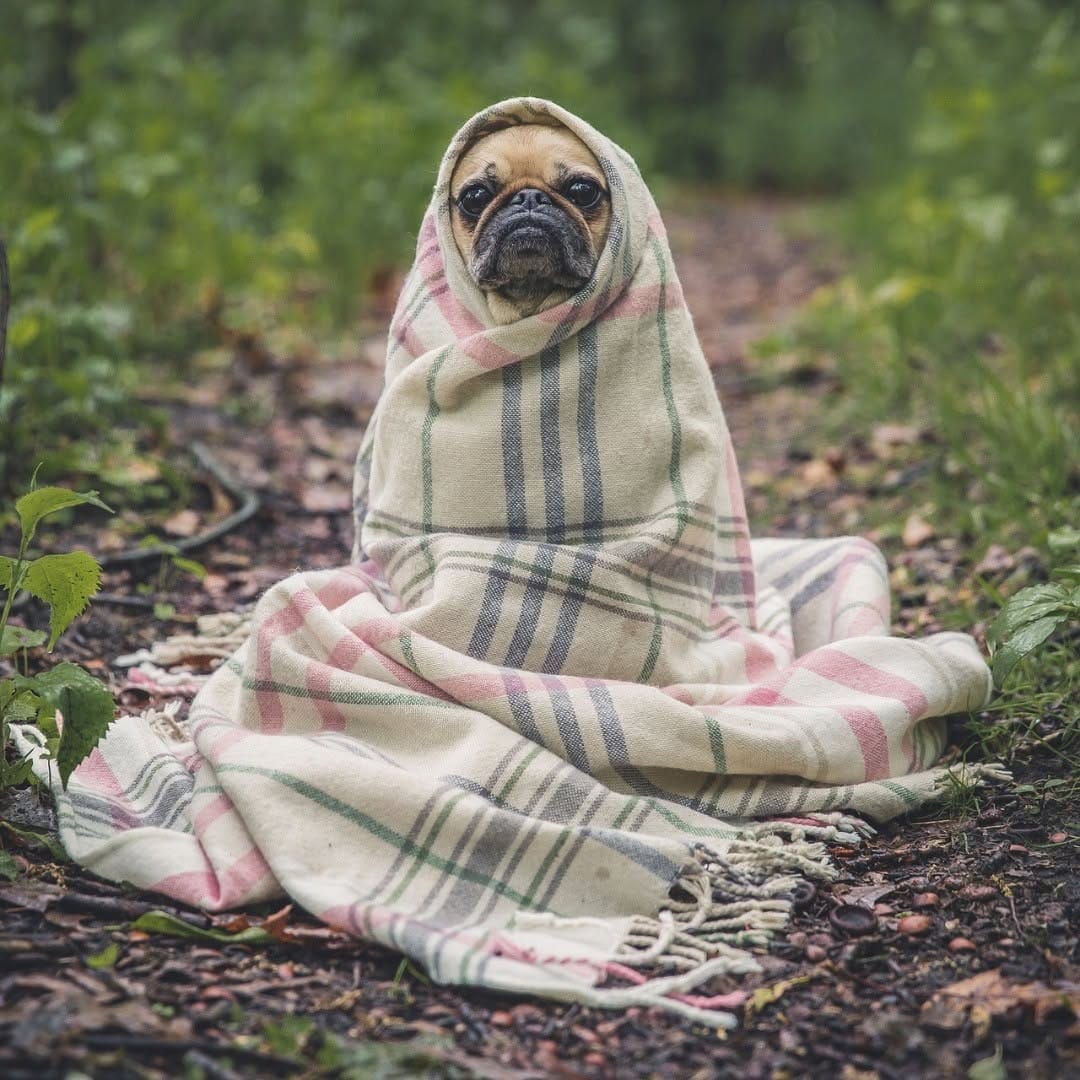 Post 1 by ANIMALS Are Everything! on Instagram (image)
