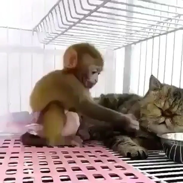 Post 8 by ANIMALS Are Everything! on Instagram (video)