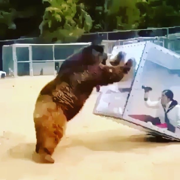 Post 5 by ANIMALS Are Everything! on Instagram (video)
