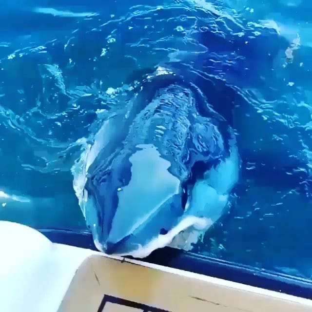 Post 7 by ANIMALS Are Everything! on Instagram (video)