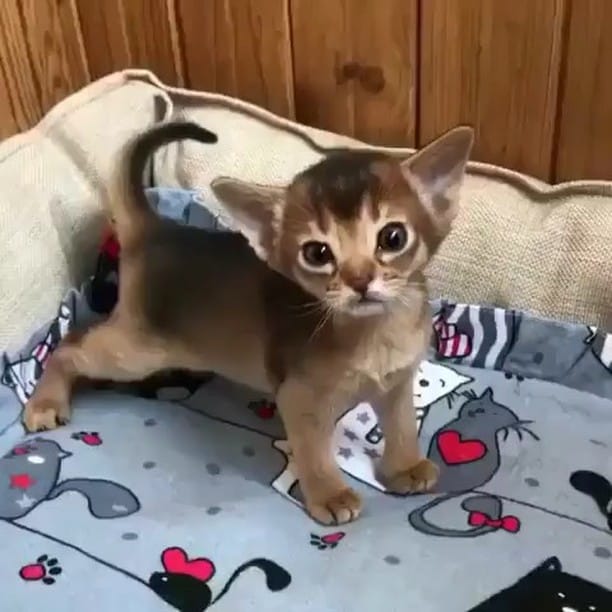 Post 9 by ANIMALS Are Everything! on Instagram (video)