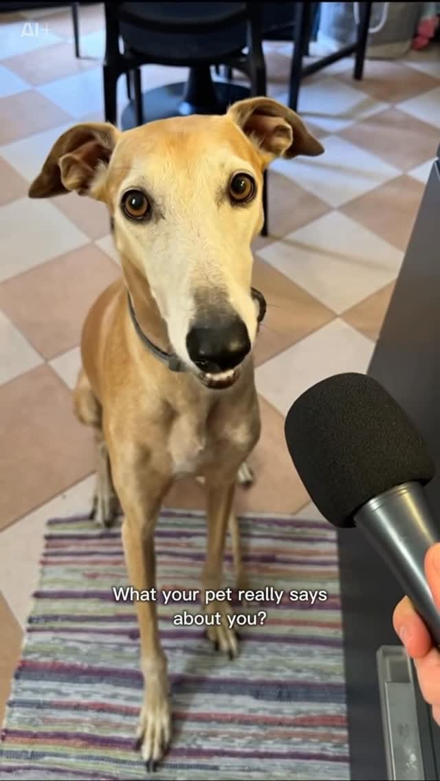 Post 9 by ZIGGY JAGGER⚡️The Rockstar Dog on Instagram (video)