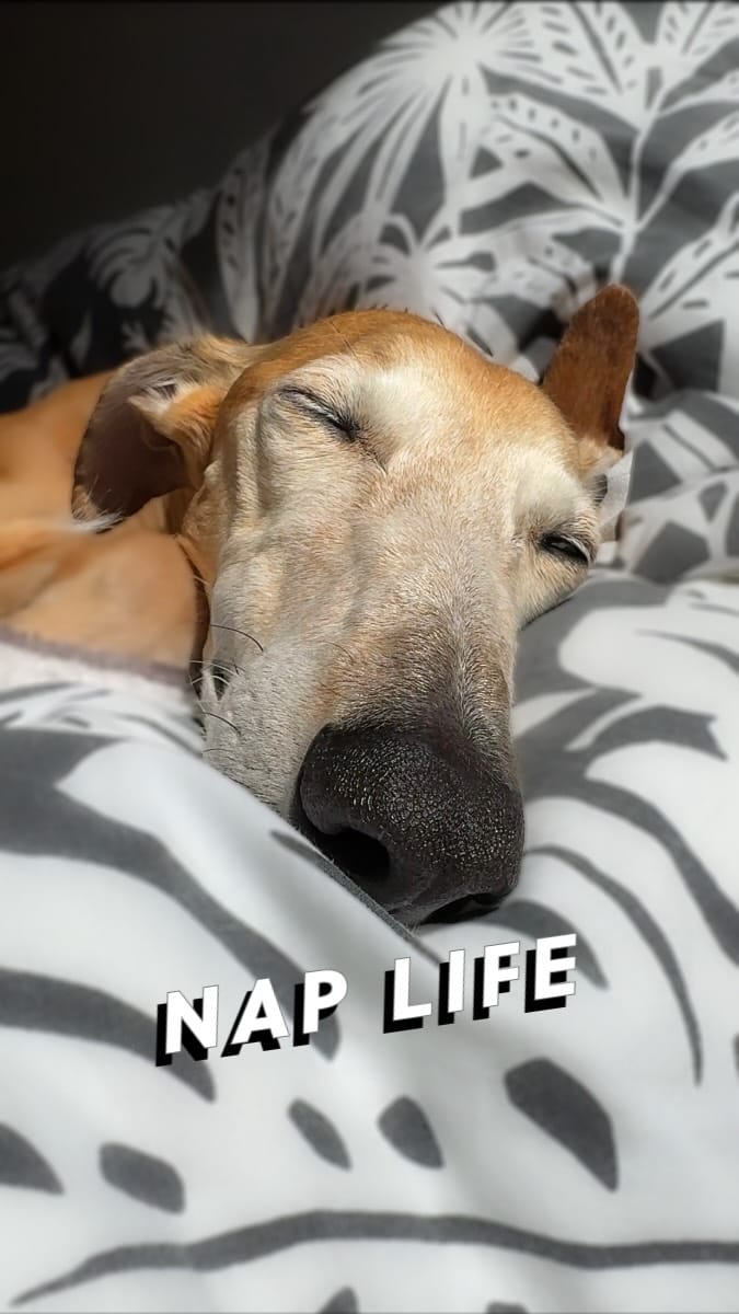 Post 10 by ZIGGY JAGGER⚡️The Rockstar Dog on Instagram (video)