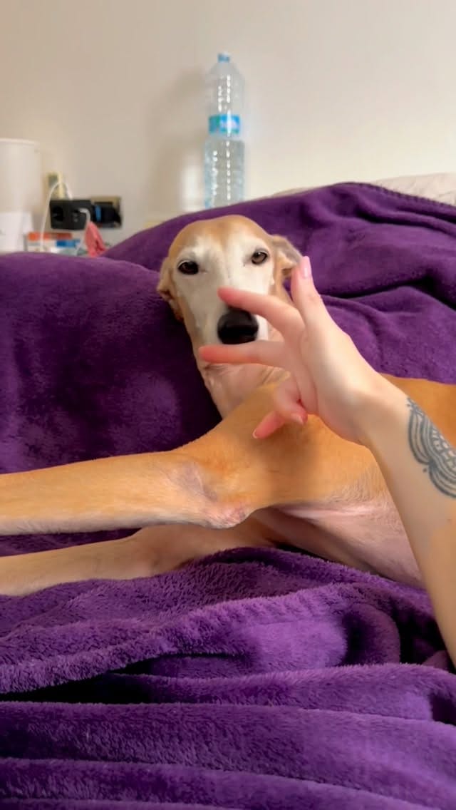 Post 3 by ZIGGY JAGGER⚡️The Rockstar Dog on Instagram (video)