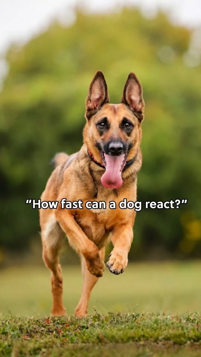 Post 6 by ZIGGY JAGGER⚡️The Rockstar Dog on Instagram (video)