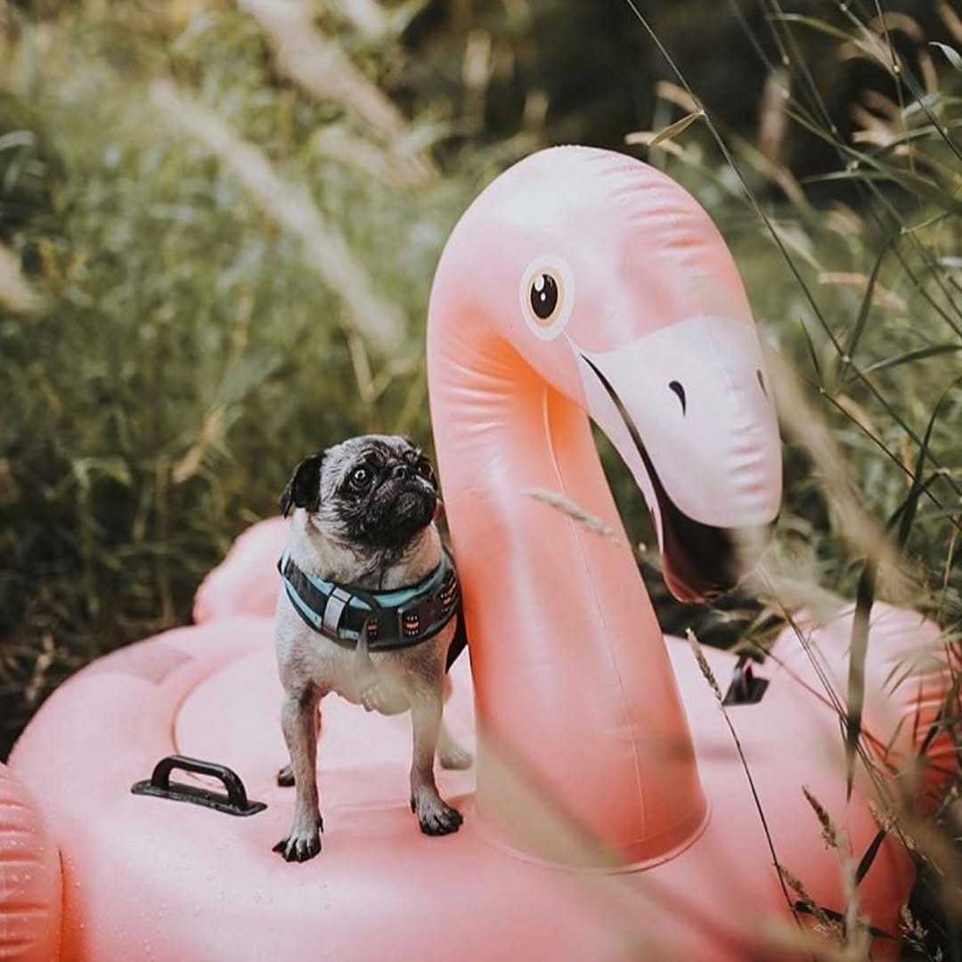 Post 3 by Trekking Paws on Instagram (image)