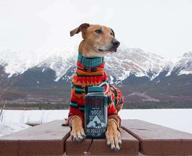 Post 10 by Trekking Paws on Instagram (image)