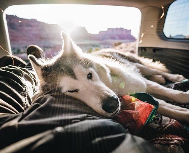 Post 6 by Trekking Paws on Instagram (image)