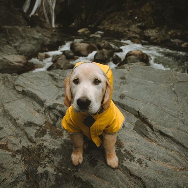 Post 9 by Trekking Paws on Instagram (image)