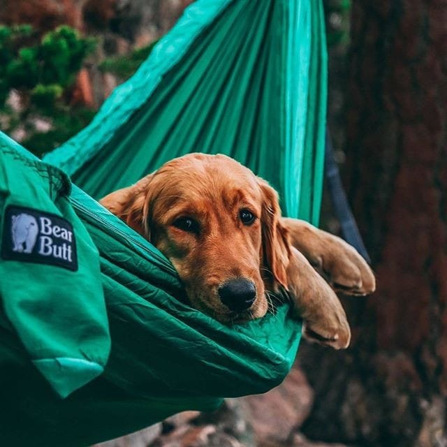Post 4 by Trekking Paws on Instagram (image)