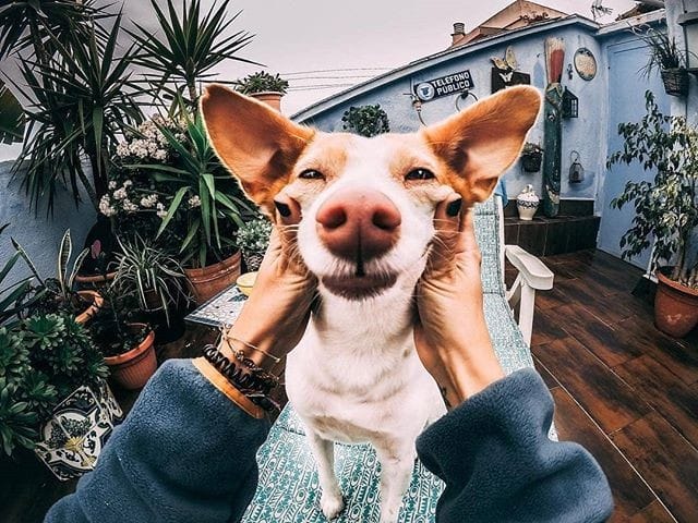 Post 5 by Trekking Paws on Instagram (image)