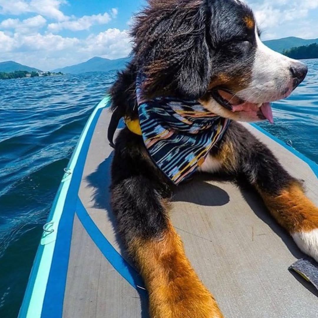 Post 1 by Trekking Paws on Instagram (image)