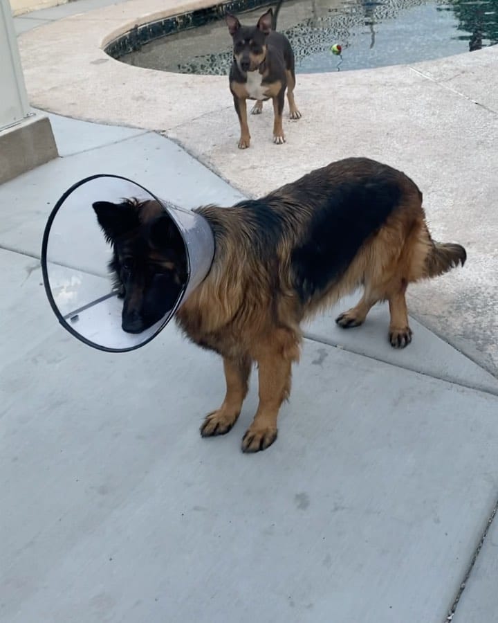 Post 1 by Amnesia🔮 & Luna 🌕 on Instagram (video)