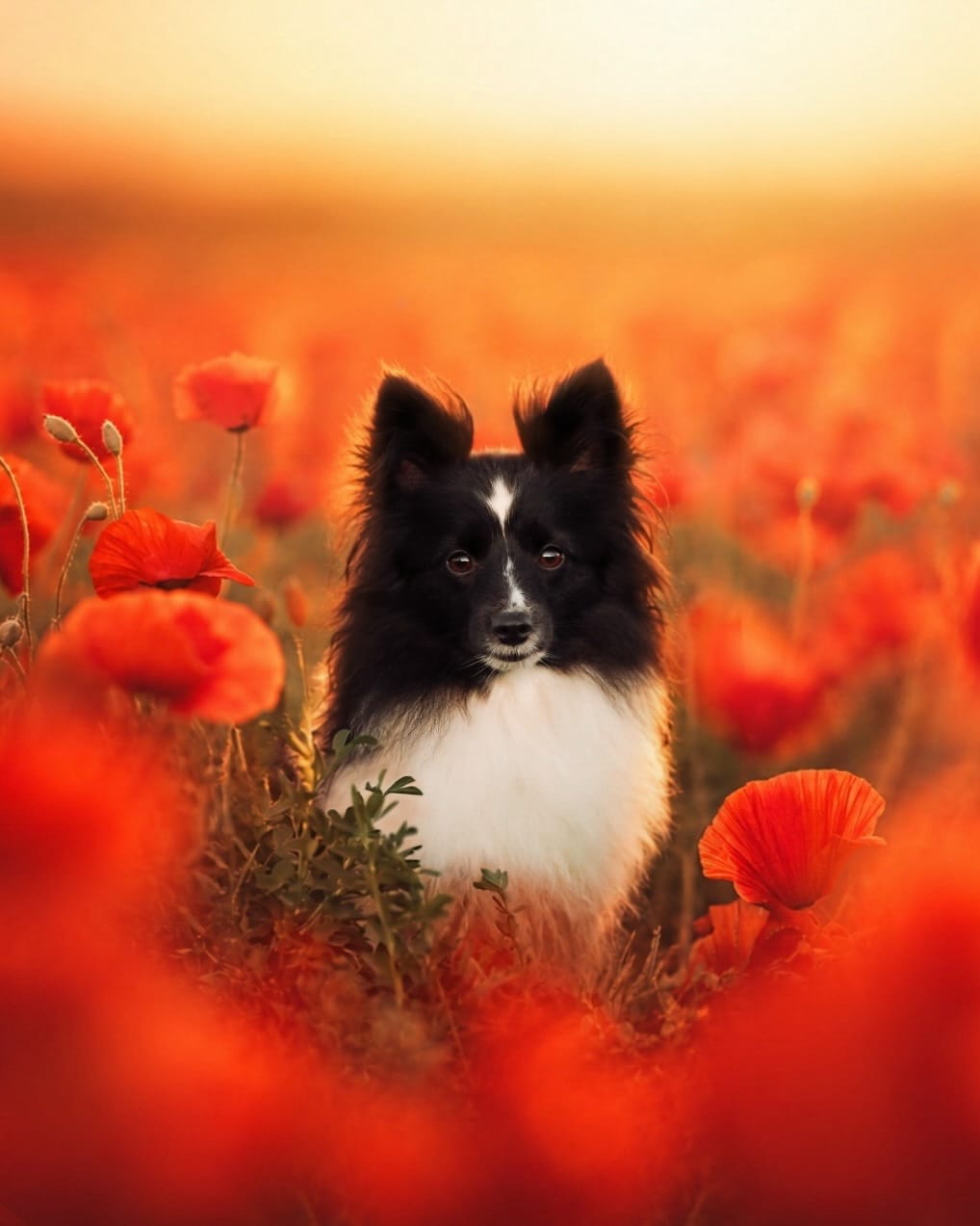 Post 2 by Sarah & the Shelties on Instagram (carousel)