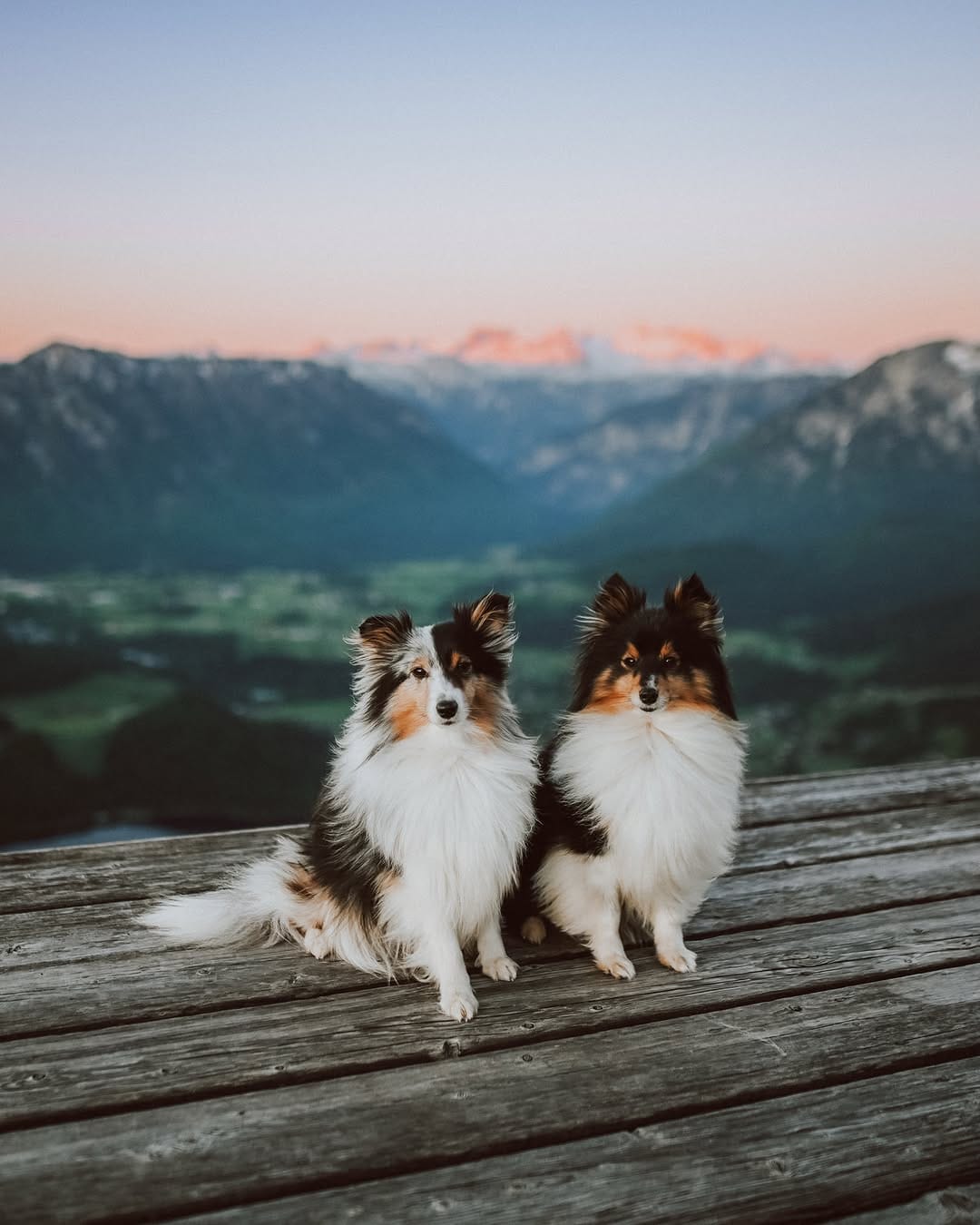 Post 4 by Sarah & the Shelties on Instagram (carousel)