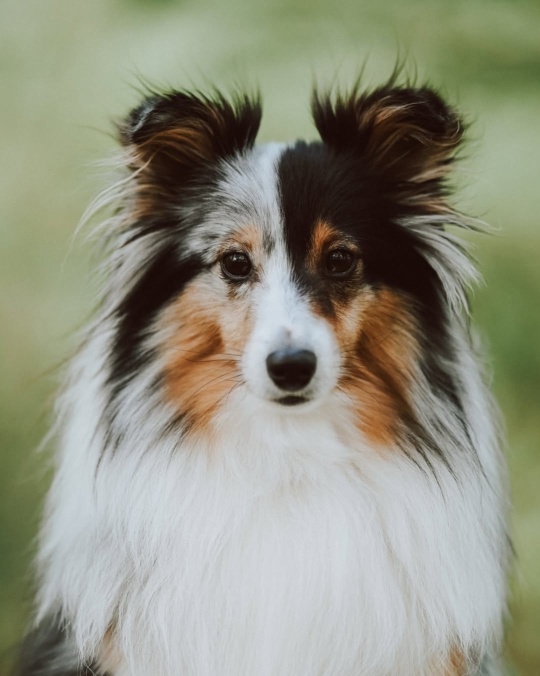 Post 7 by Sarah & the Shelties on Instagram (carousel)