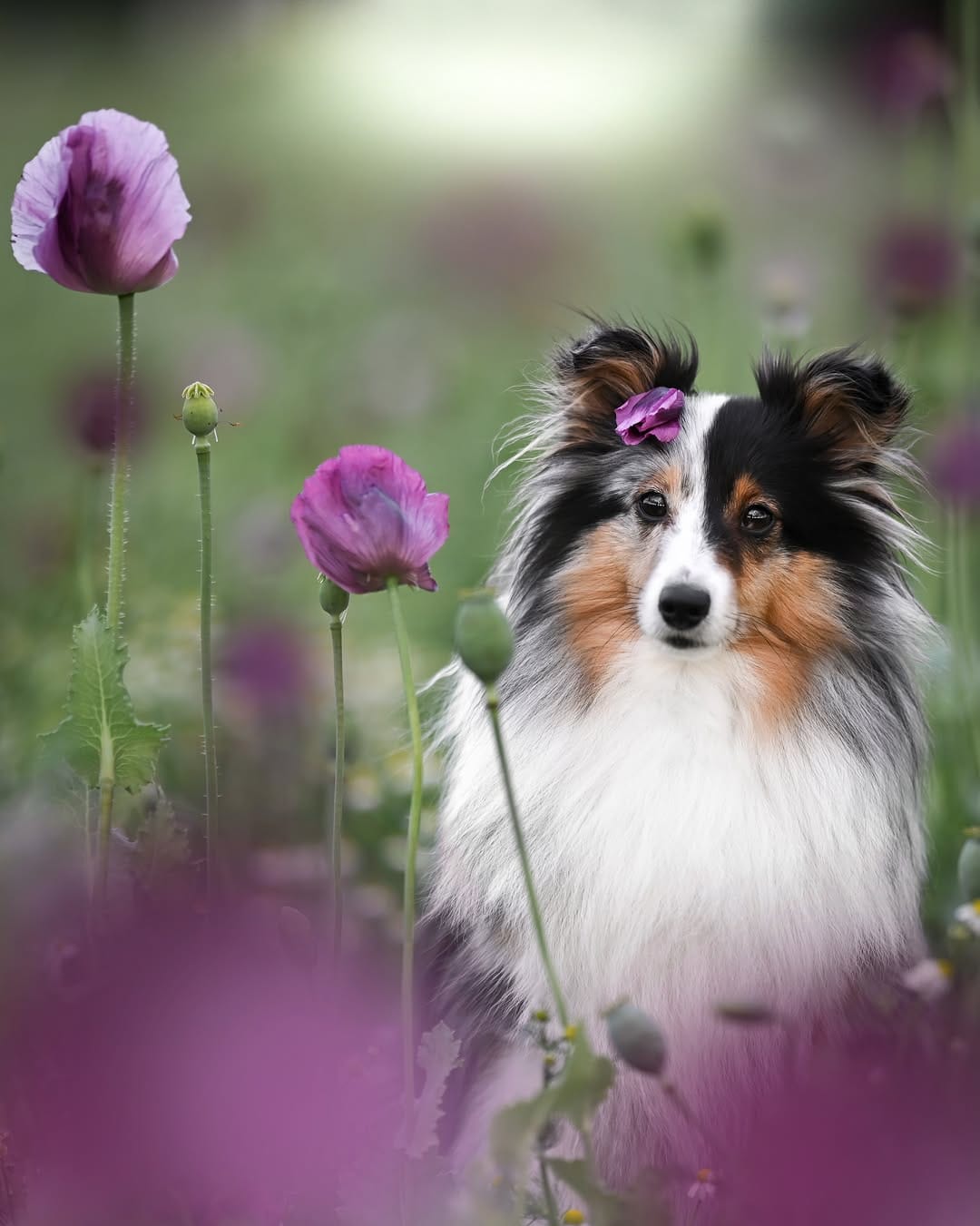 Post 3 by Sarah & the Shelties on Instagram (carousel)