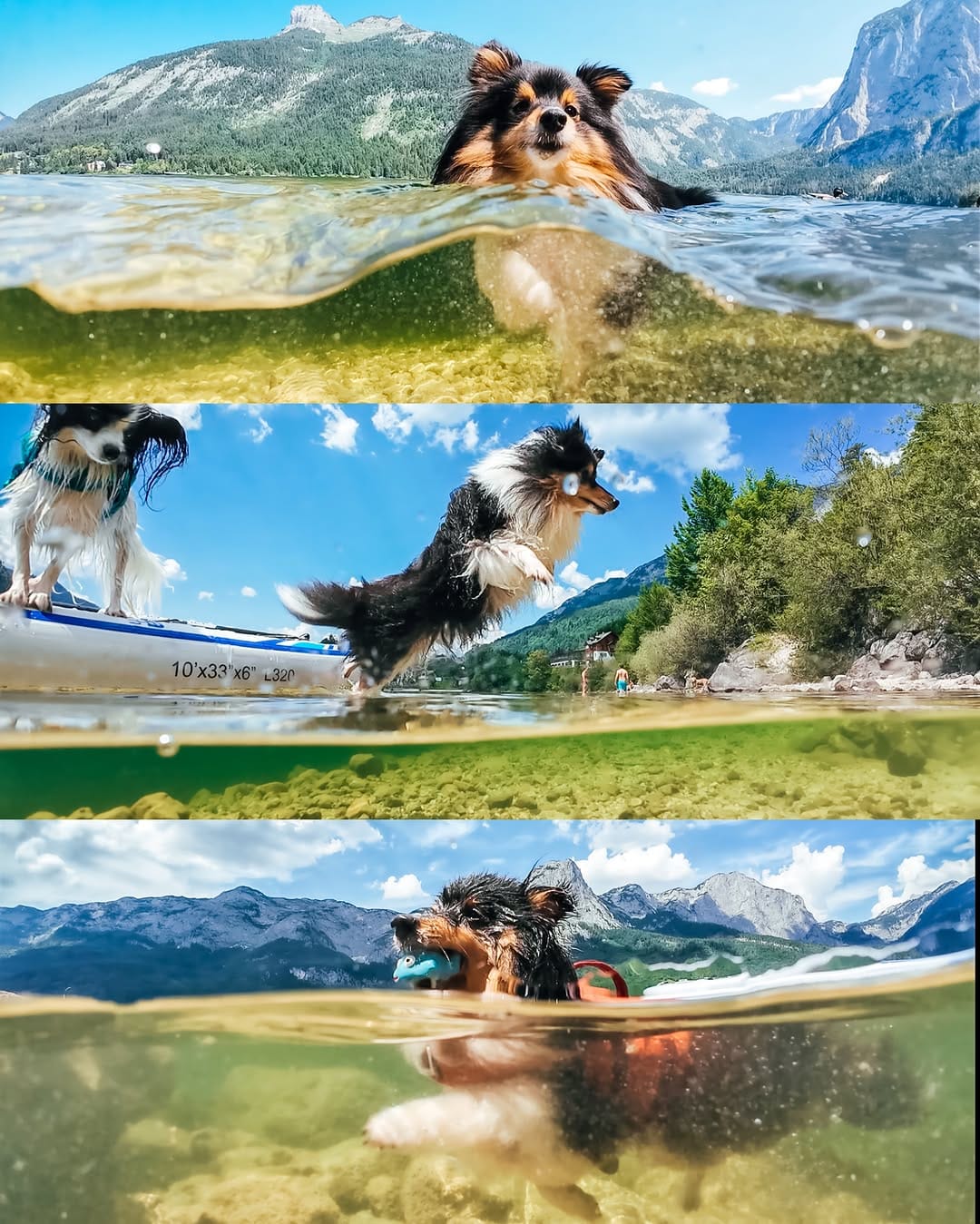 Post 1 by Sarah & the Shelties on Instagram (carousel)
