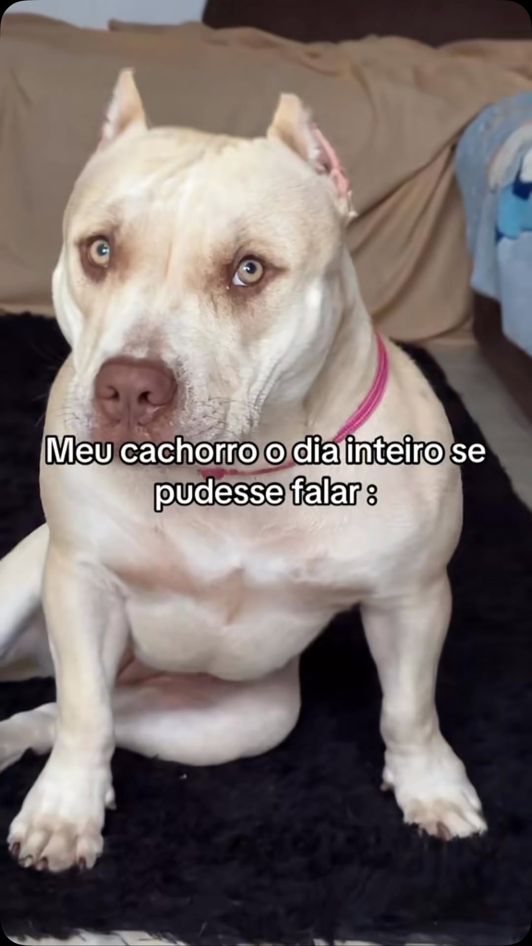 Post 1 by 𝐏𝐄𝐓 𝐈𝐍𝐅𝐋𝐔𝐄𝐍𝐂𝐄𝐑 | 𝐑𝐀𝐕𝐄𝐍𝐍𝐀 𝐄 𝐉𝐀𝐃𝐄 🍭 on Instagram (video)
