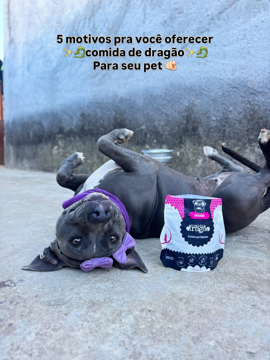 Post 2 by 𝐏𝐄𝐓 𝐈𝐍𝐅𝐋𝐔𝐄𝐍𝐂𝐄𝐑 | 𝐑𝐀𝐕𝐄𝐍𝐍𝐀 𝐄 𝐉𝐀𝐃𝐄 🍭 on Instagram (carousel)