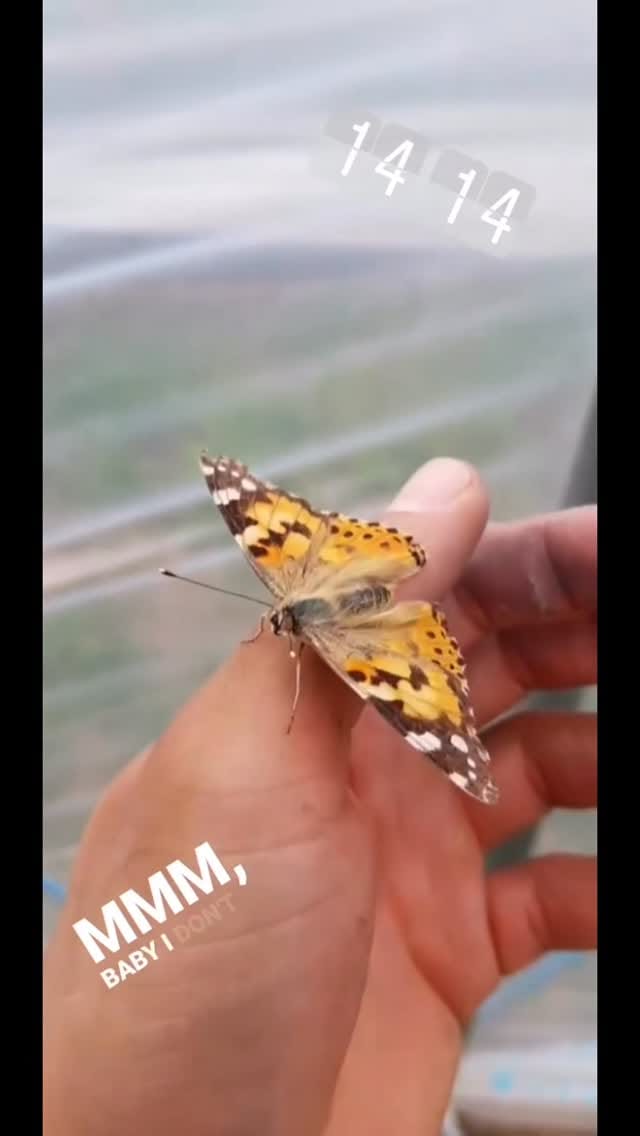 Post 8 by Zabi on Instagram (video)