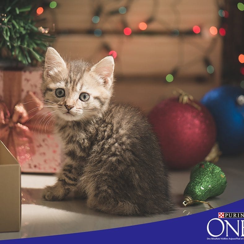 Post 1 by Purina One on Instagram (image)