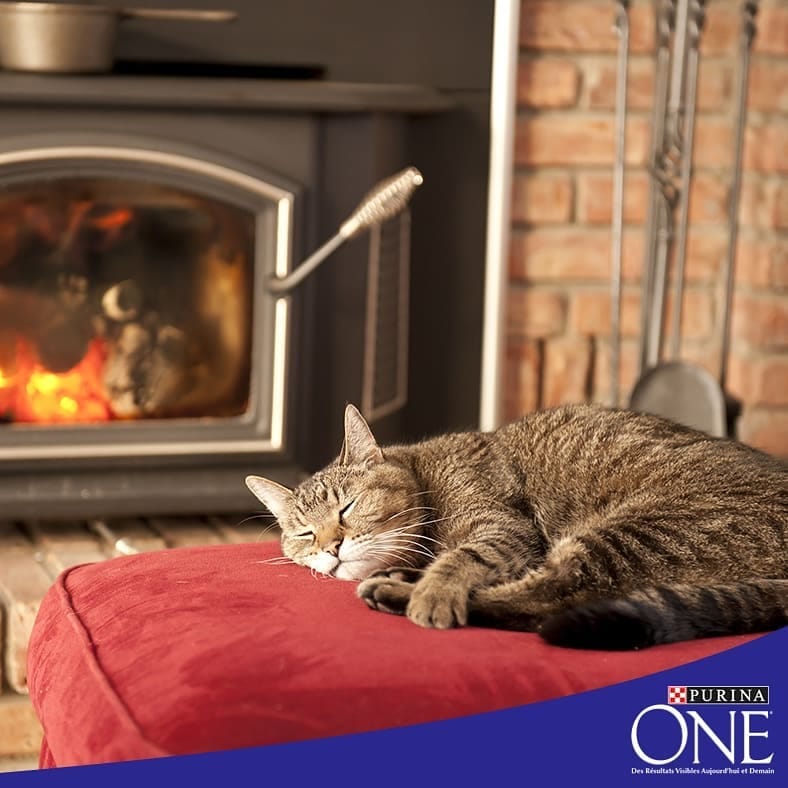 Post 9 by Purina One on Instagram (image)
