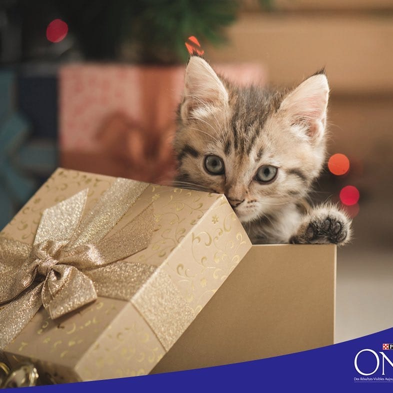 Post 4 by Purina One on Instagram (image)