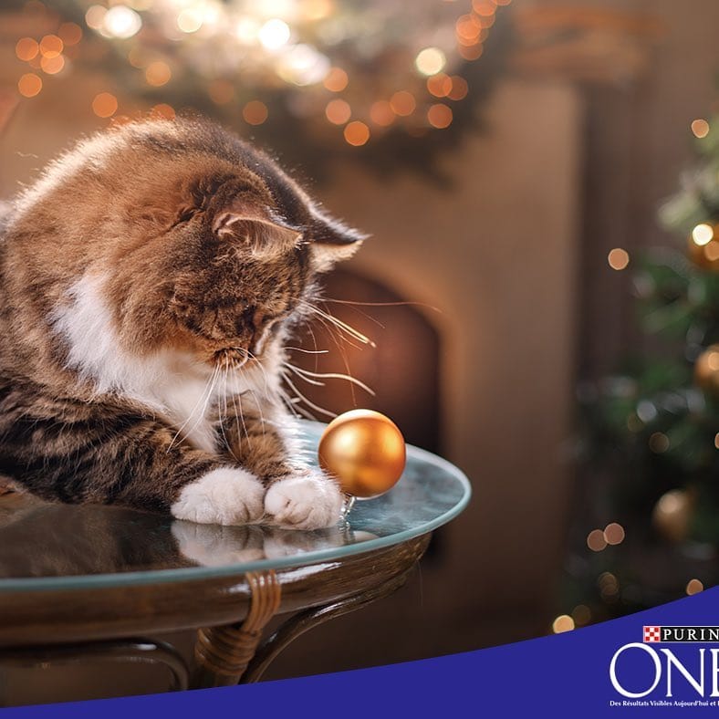 Post 6 by Purina One on Instagram (image)