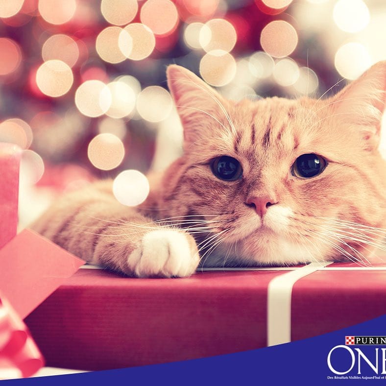 Post 3 by Purina One on Instagram (image)