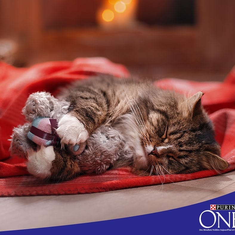 Post 5 by Purina One on Instagram (image)