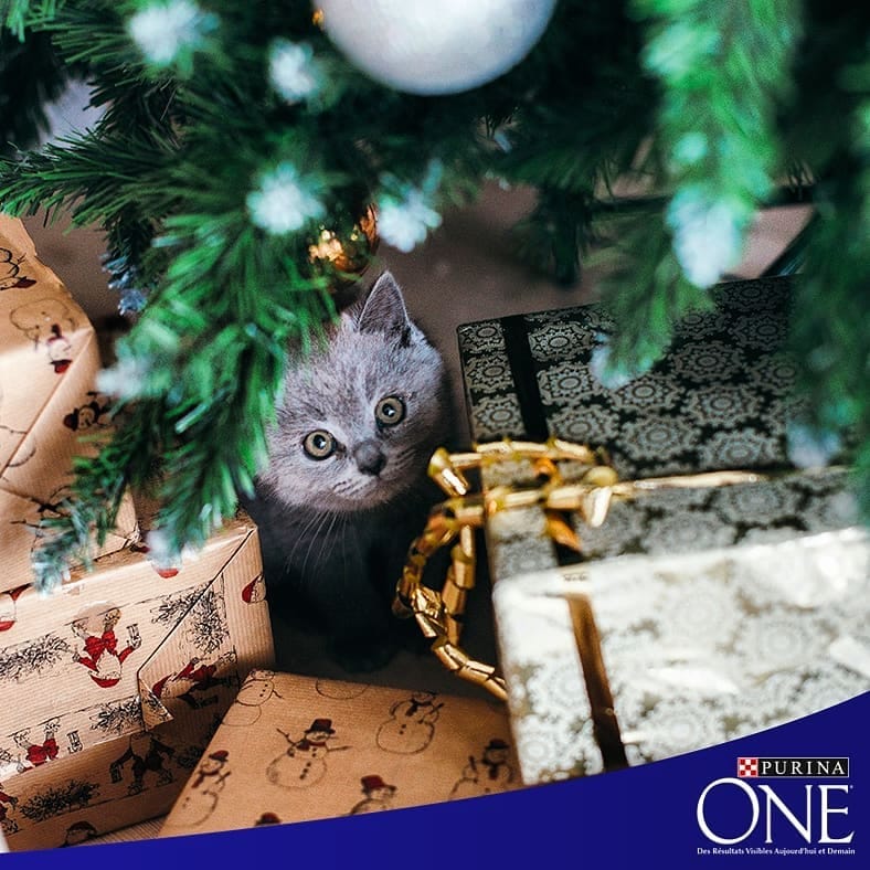 Post 8 by Purina One on Instagram (image)