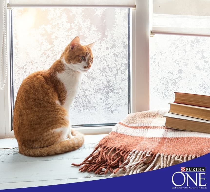 Post 7 by Purina One on Instagram (image)