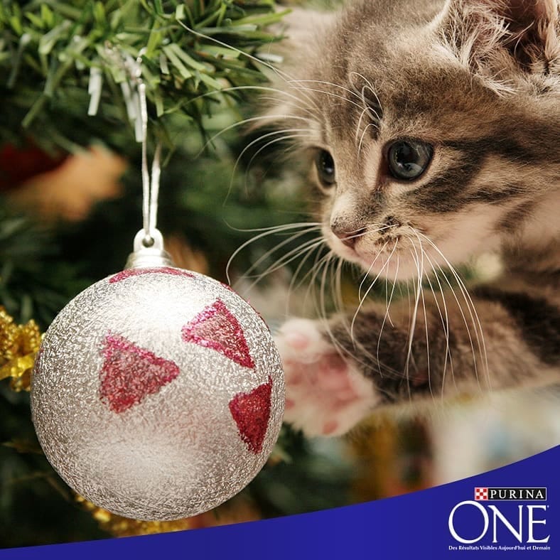 Post 10 by Purina One on Instagram (image)