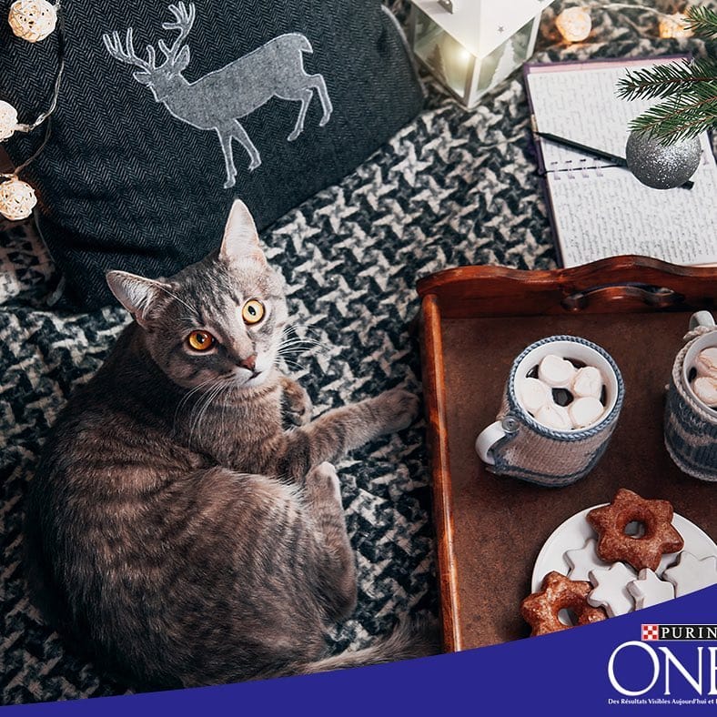 Post 2 by Purina One on Instagram (image)