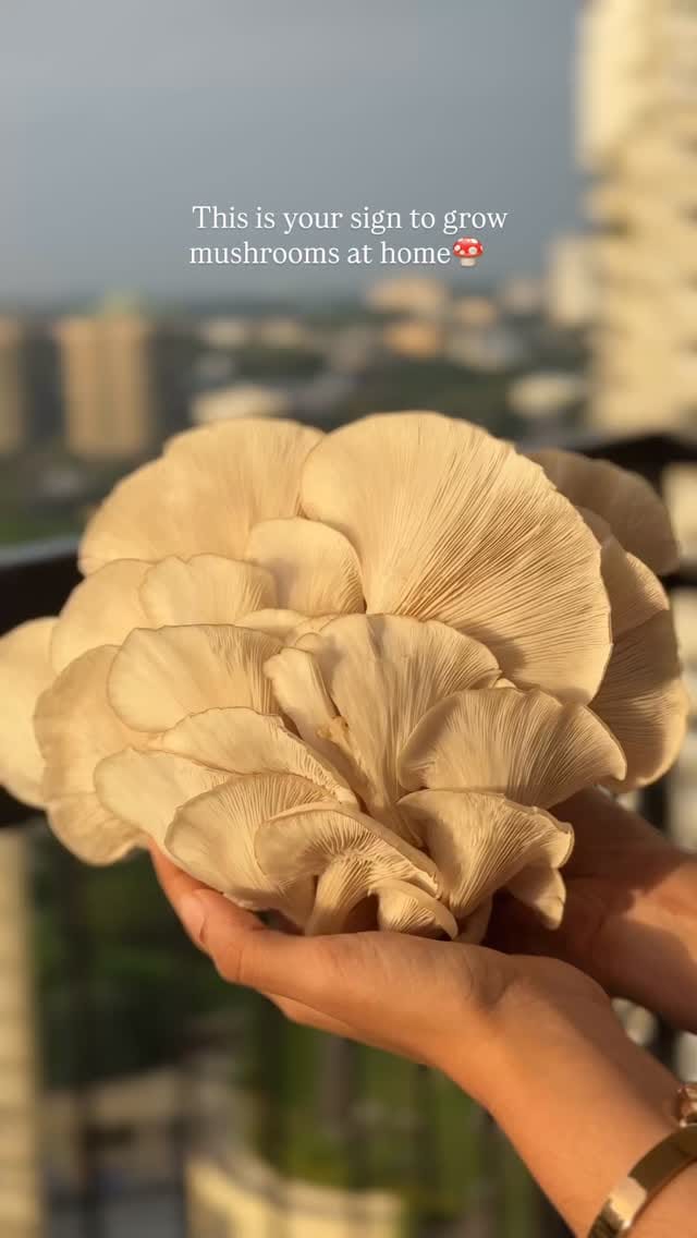 Post 1 by Grow The Funguy on Instagram (video)