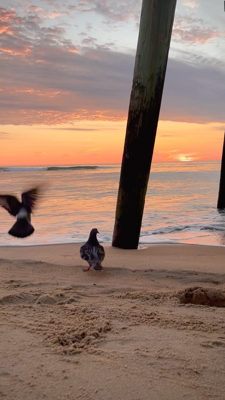 Post 10 by Nhan Nguyen | Virginia Beach on Instagram (video)