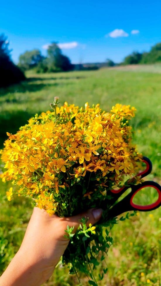 Post 3 by MiJa prirodni med, sapuni i kozmetika 🌼sa Kosmaja on Instagram (video)