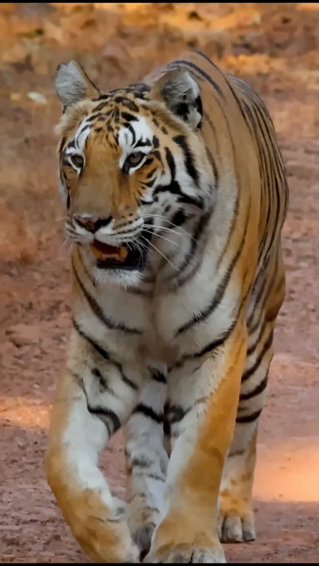 Post 5 by Hitesh Chawla on Instagram (video)