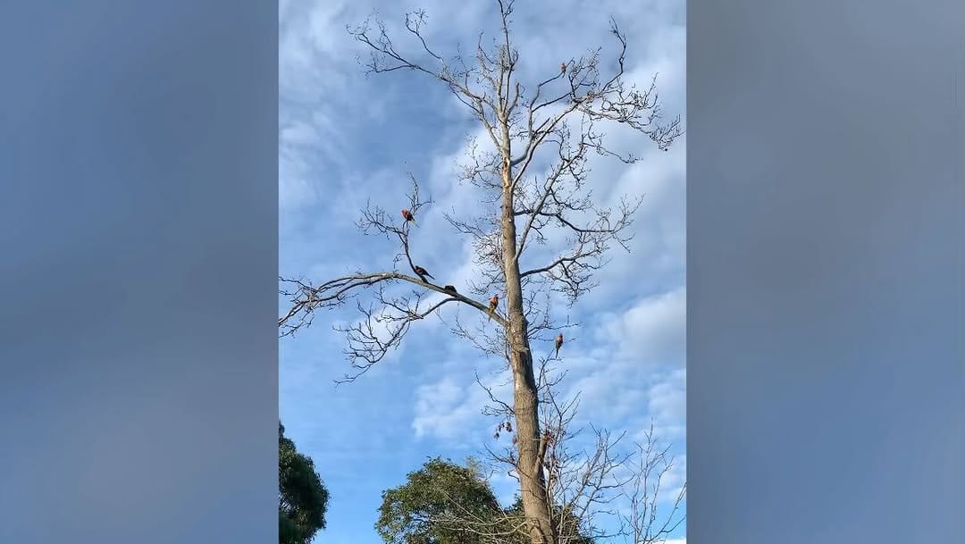 Post 10 by Zoe The Ginger Ninja on Instagram (video)