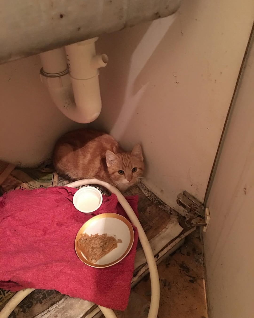 Post 9 by Zoe The Ginger Ninja on Instagram (image)