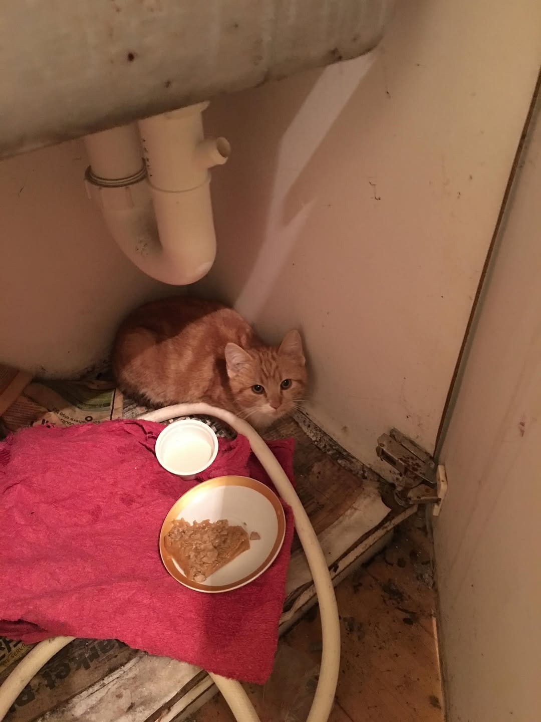 Post 1 by Zoe The Ginger Ninja on Instagram (image)
