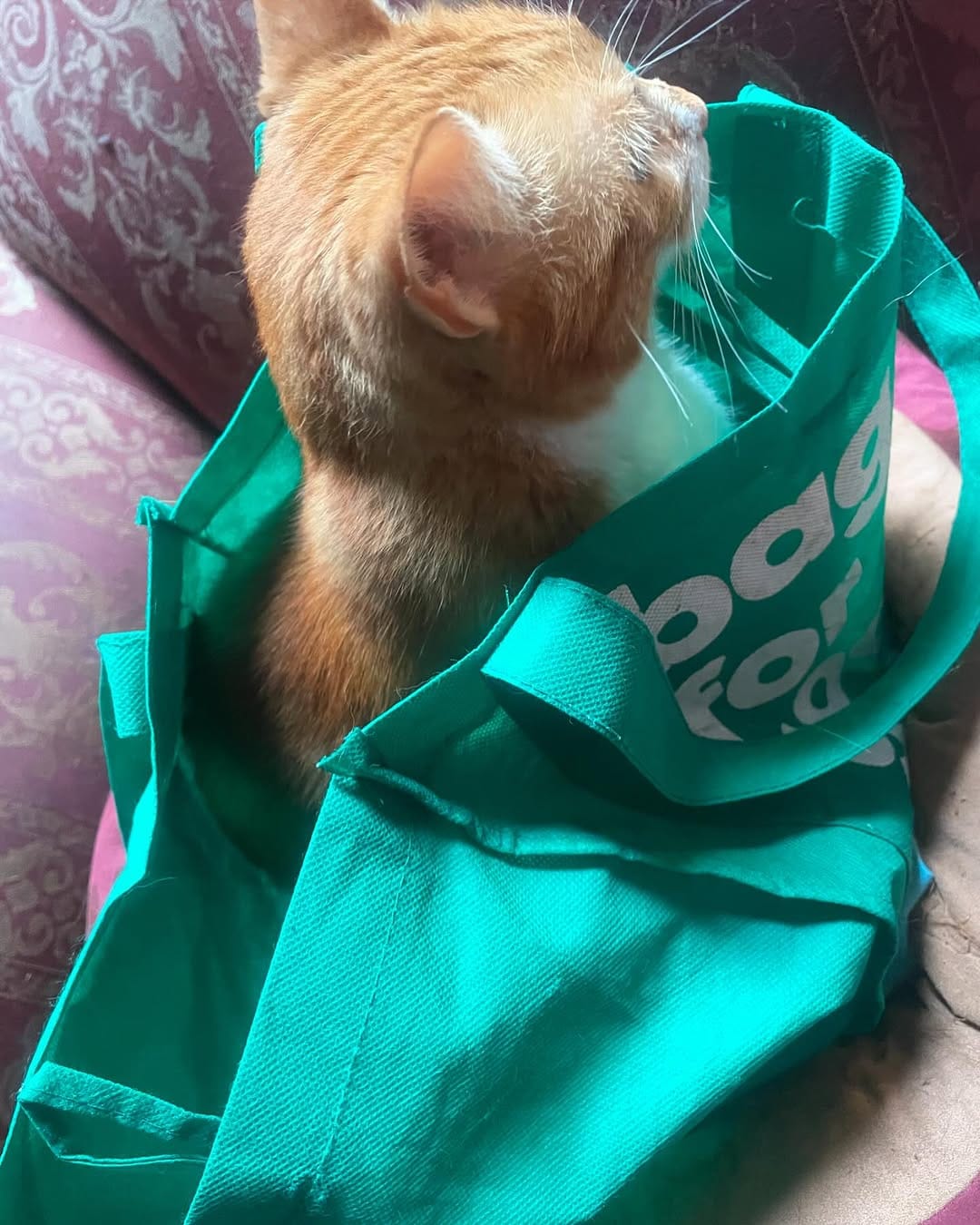 Post 6 by Zoe The Ginger Ninja on Instagram (image)