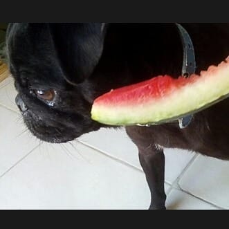 Post 9 by LAIKA THE PUG 🐶🥧🥧 on Instagram (image)
