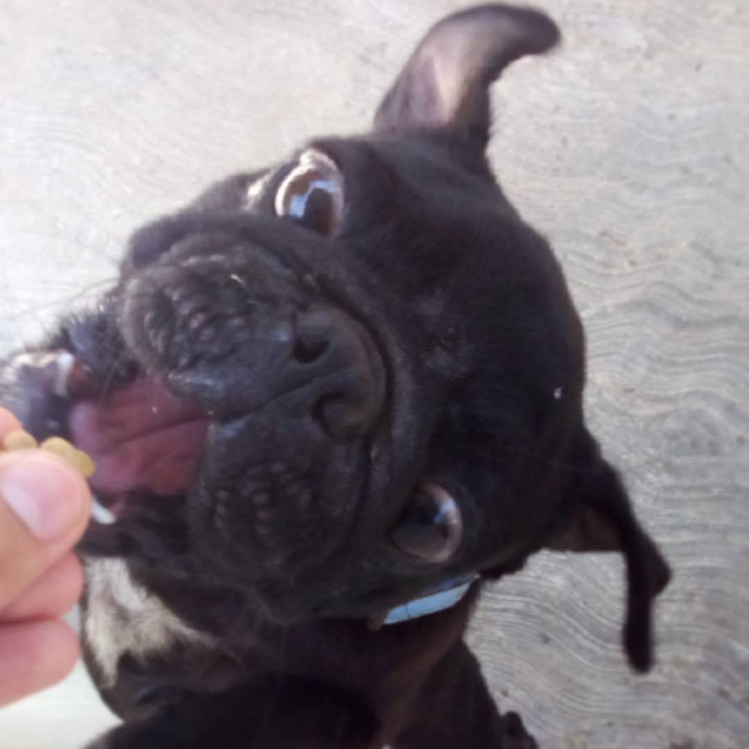 Post 2 by LAIKA THE PUG 🐶🥧🥧 on Instagram (image)