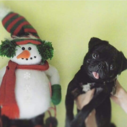 Post 7 by LAIKA THE PUG 🐶🥧🥧 on Instagram (image)