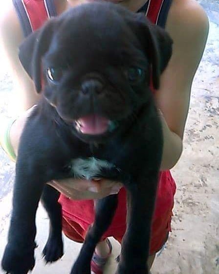 Post 3 by LAIKA THE PUG 🐶🥧🥧 on Instagram (image)