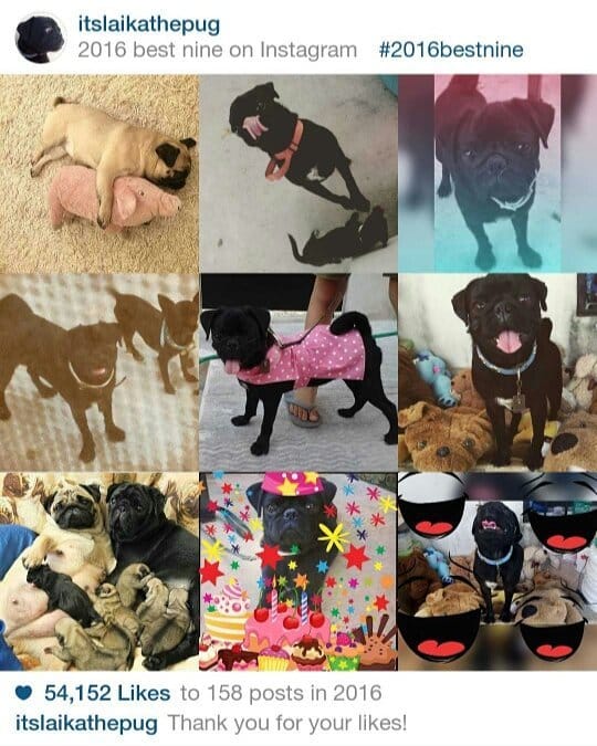 Post 4 by LAIKA THE PUG 🐶🥧🥧 on Instagram (image)