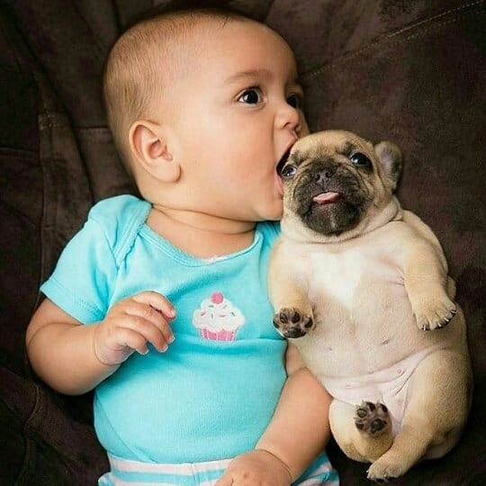 Post 5 by LAIKA THE PUG 🐶🥧🥧 on Instagram (image)