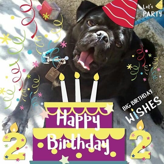 Post 1 by LAIKA THE PUG 🐶🥧🥧 on Instagram (image)